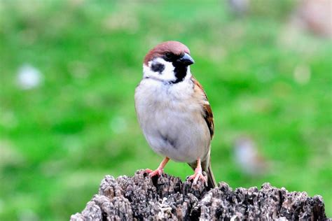 麻雀很多|【麻雀祕密】麻雀真的變少了？「害鳥」其實是誤會？成群結隊卻。